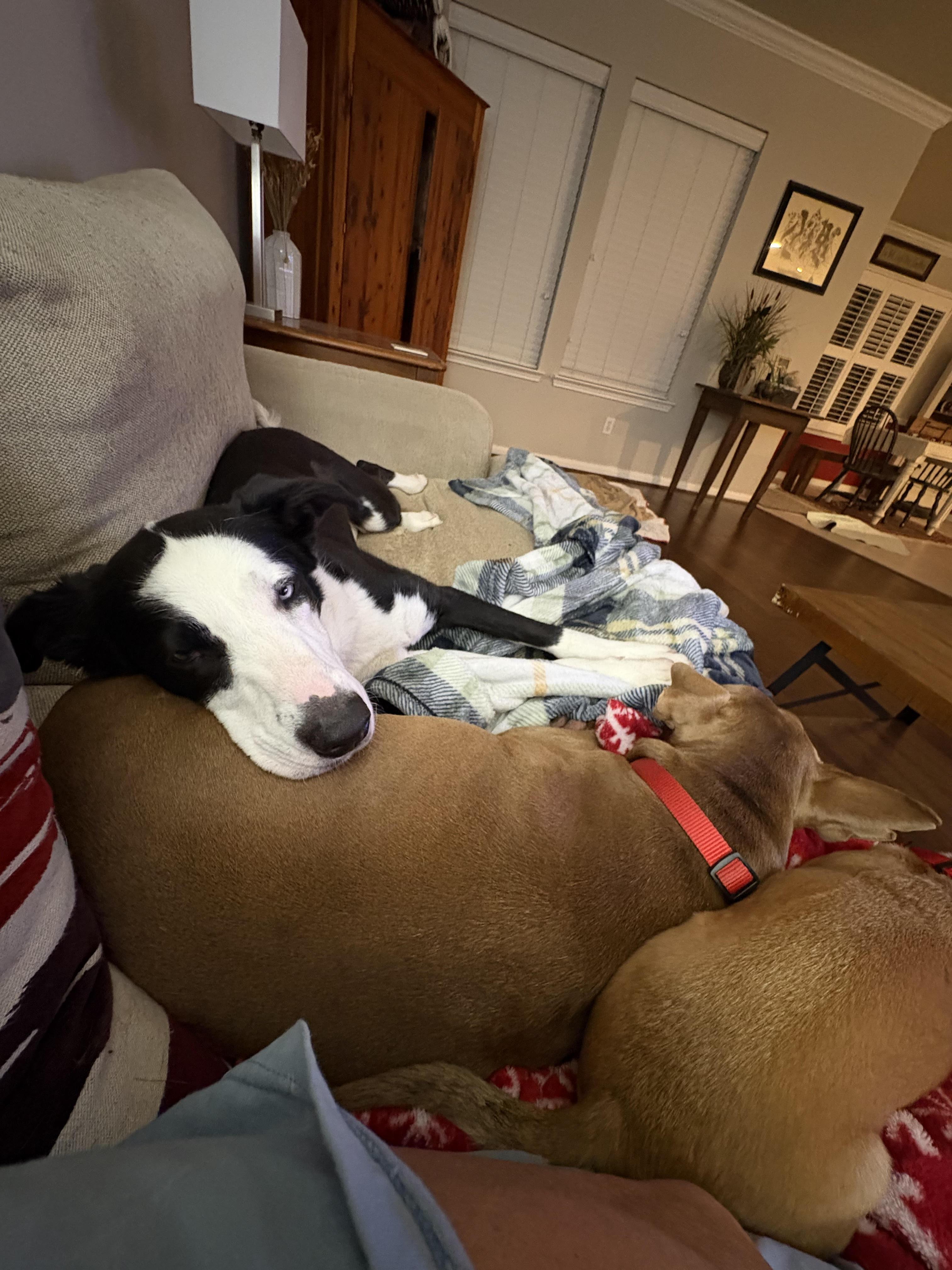 Annie, a ADOPTABLE mixed breed in Boulder, CO image 5/6