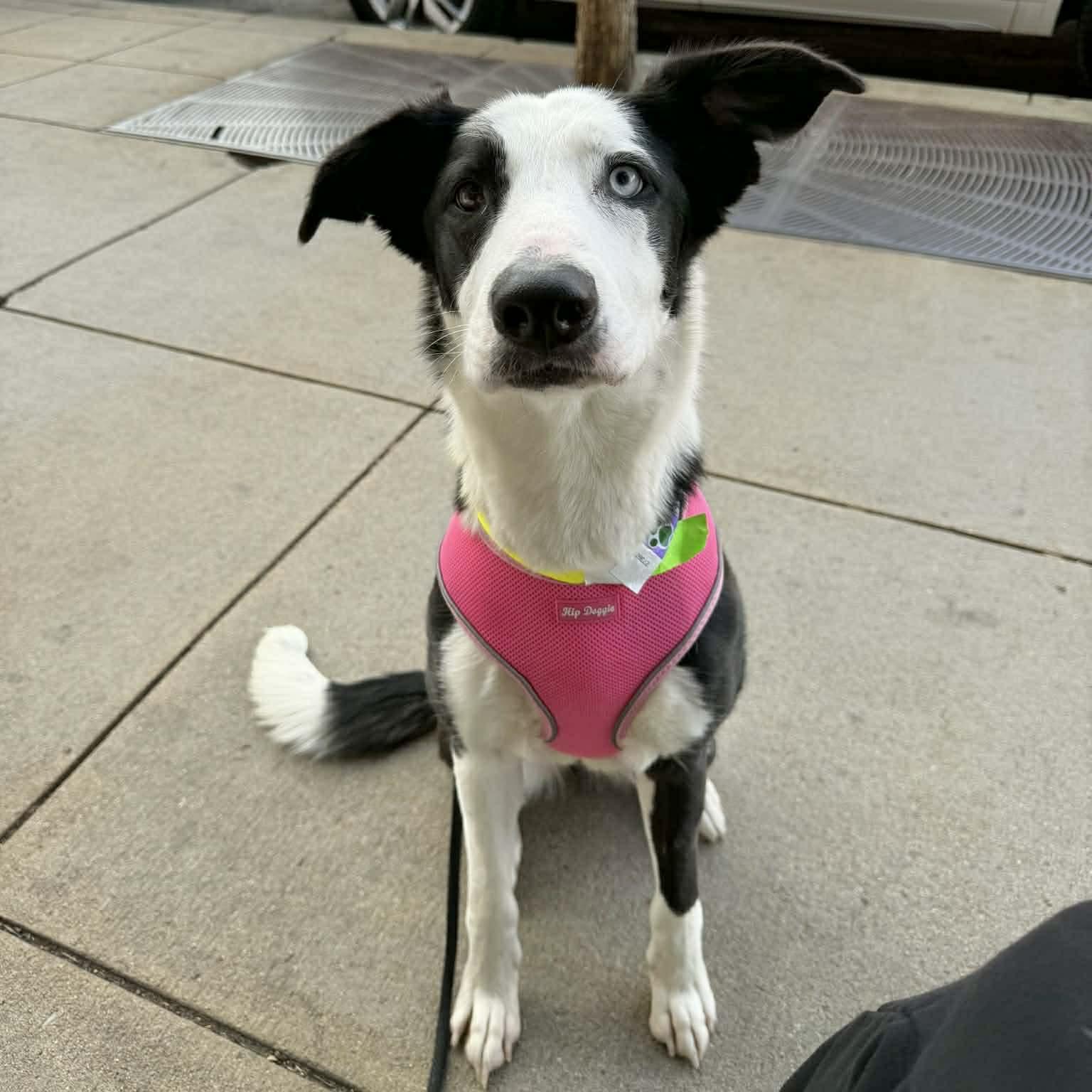 Annie, a ADOPTABLE mixed breed in Boulder, CO image 6/6