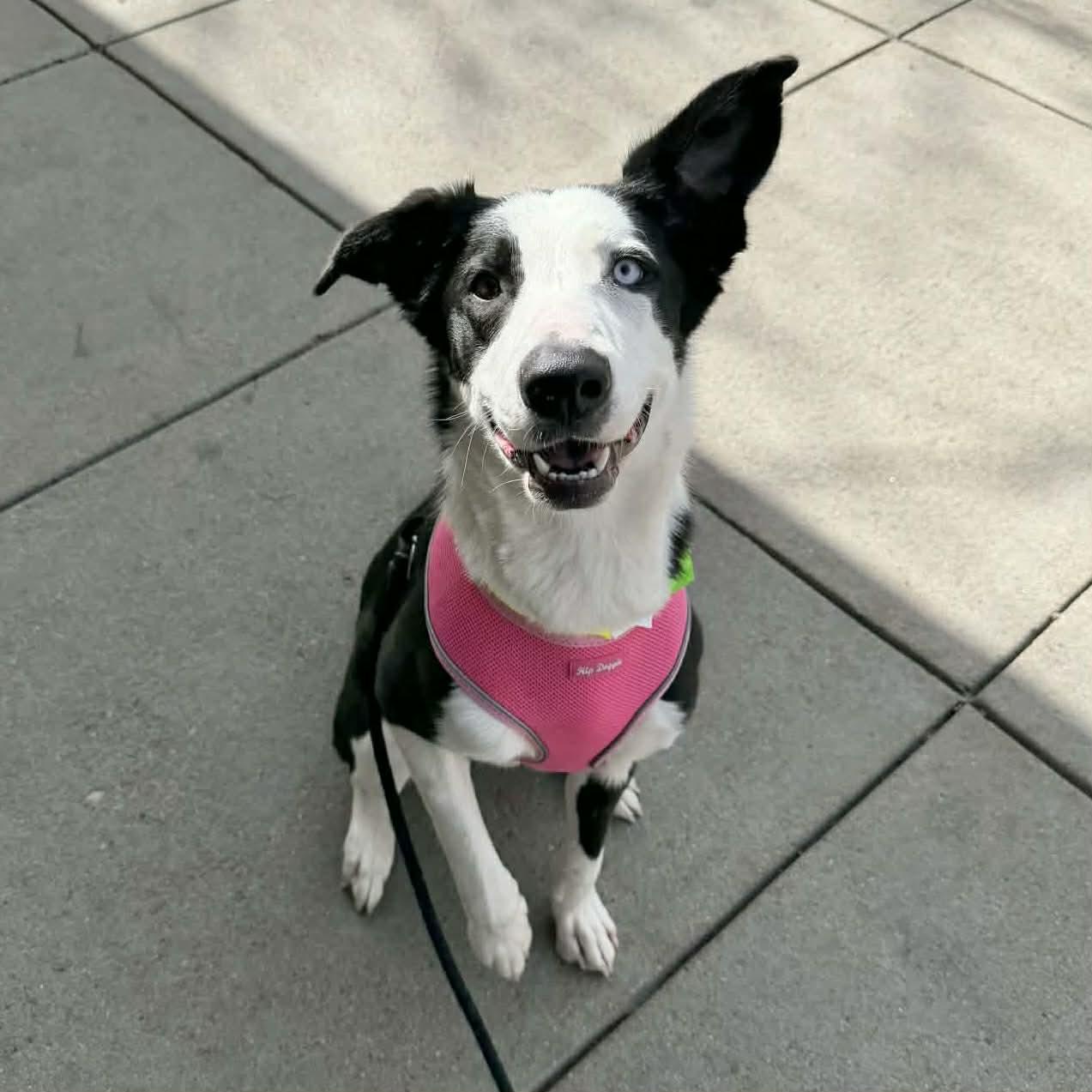 Annie, a ADOPTABLE mixed breed in Boulder, CO image 4/6