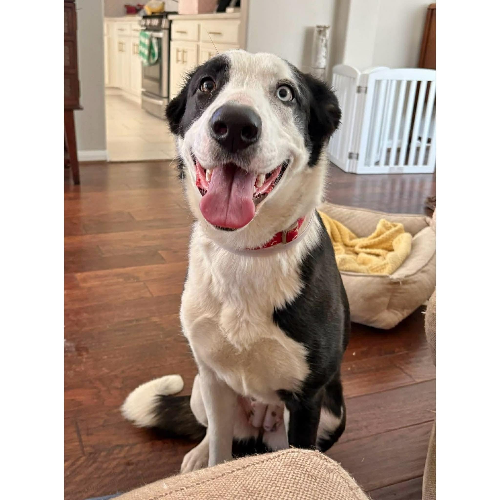 Annie, a ADOPTABLE mixed breed in Boulder, CO image 3/6