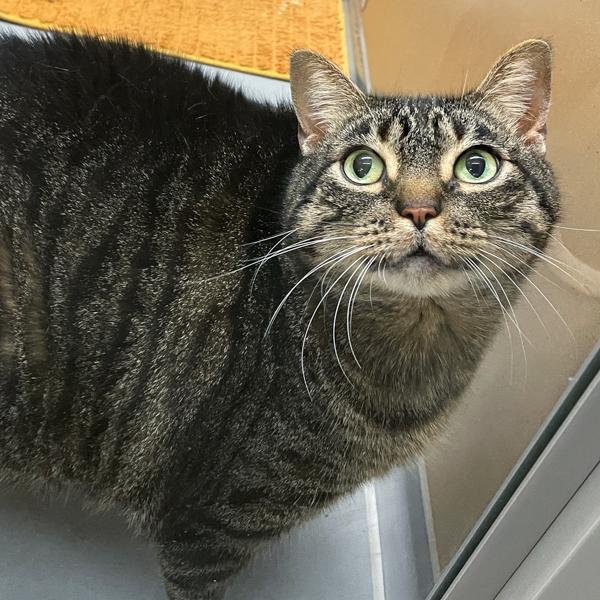 Sage, Adoptable, Adult Female Domestic Short Hair.