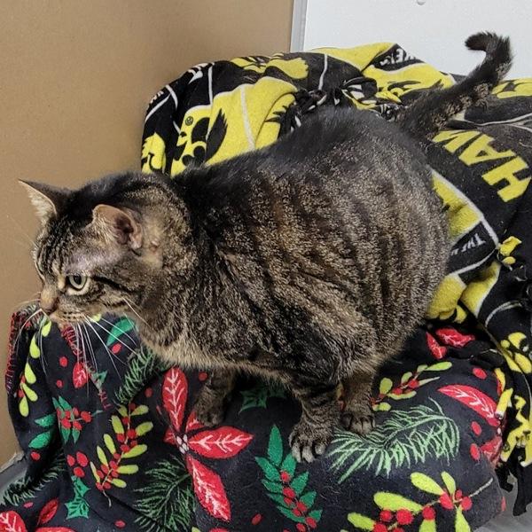 Sage, a Adoptable mixed breed in Des Moines, IA image 2/2