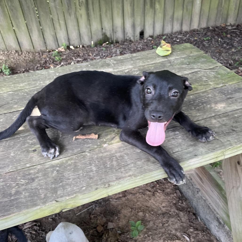 Danni, Adoptable, Young Female Labrador Retriever & Mixed Breed.