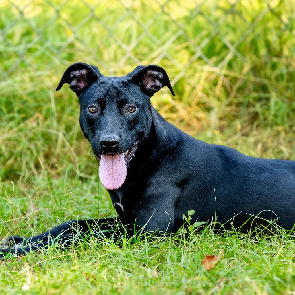 Danni, a Adoptable mixed breed in Livingston, TX image 2/6