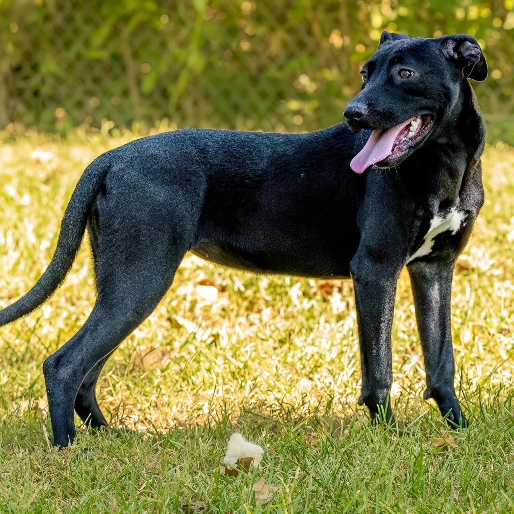 Danni, a Adoptable mixed breed in Livingston, TX image 3/6