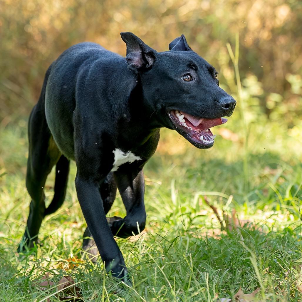 Danni, a Adoptable mixed breed in Livingston, TX image 4/6