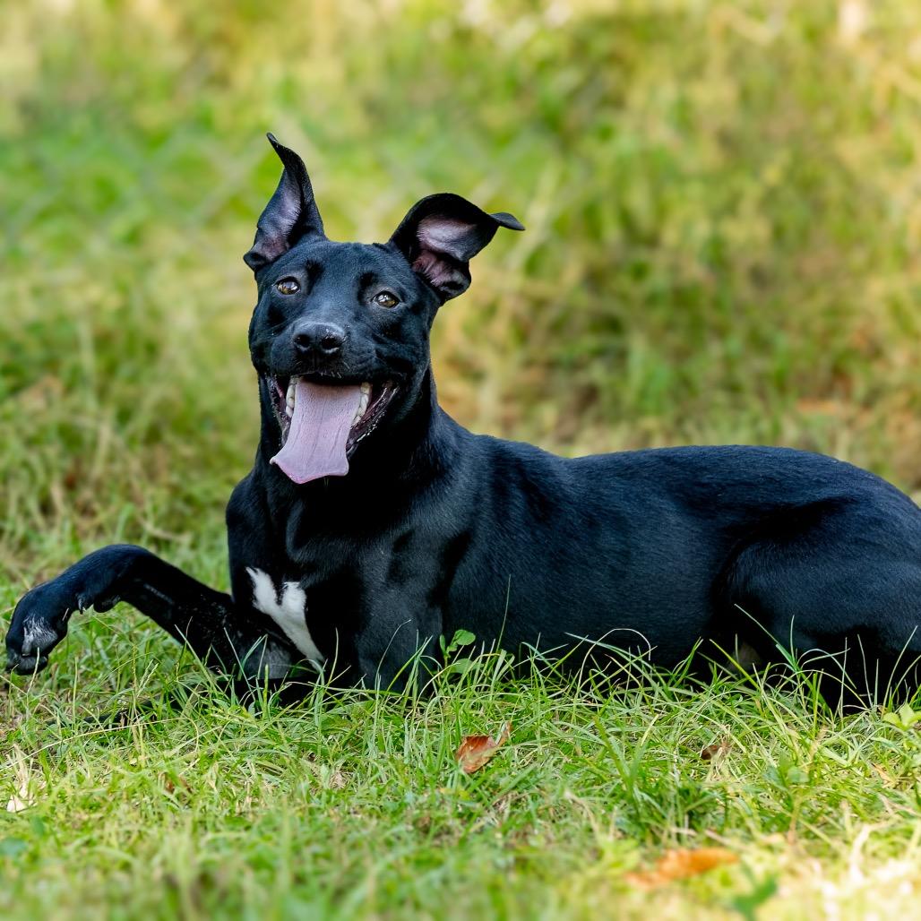 Danni, a Adoptable mixed breed in Livingston, TX image 5/6