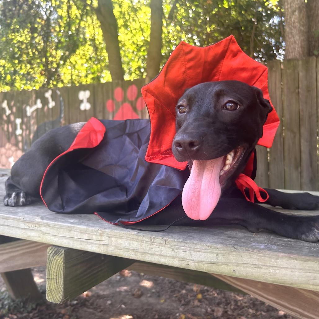 Danni, a Adoptable mixed breed in Livingston, TX image 6/6
