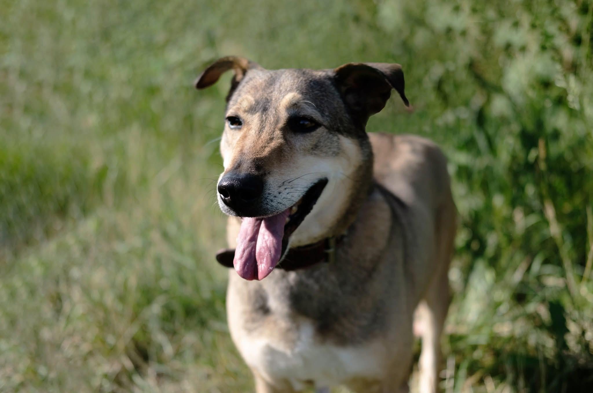 Enlarge Simon, a Adoptable mixed breed in Vaudreuil-Dorion, QC image 2/5