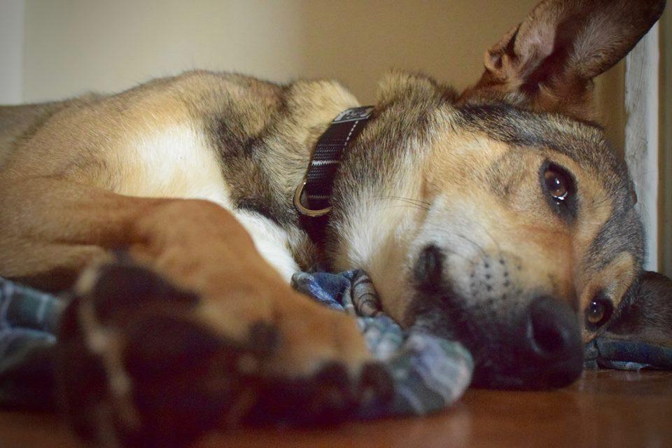 Enlarge Simon, a Adoptable mixed breed in Vaudreuil-Dorion, QC image 3/5