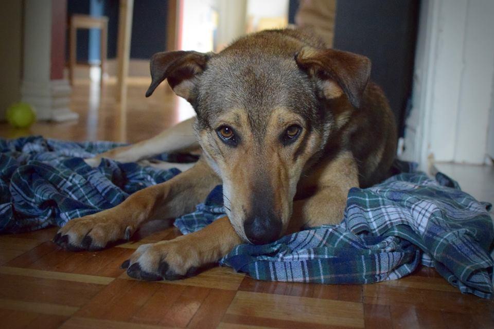 Enlarge Simon, a Adoptable mixed breed in Vaudreuil-Dorion, QC image 4/5