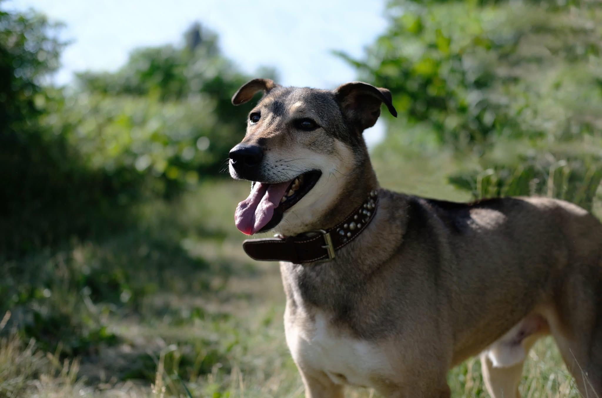 Simon, Adoptable, Senior Male German Shepherd Dog & Labrador Retriever.