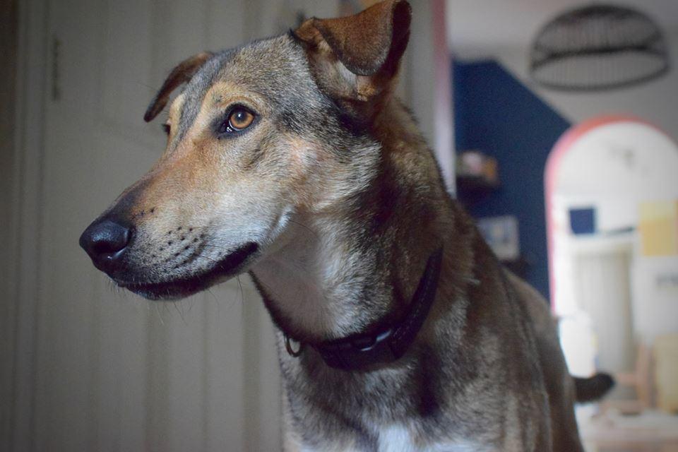 Enlarge Simon, a Adoptable mixed breed in Vaudreuil-Dorion, QC image 5/5