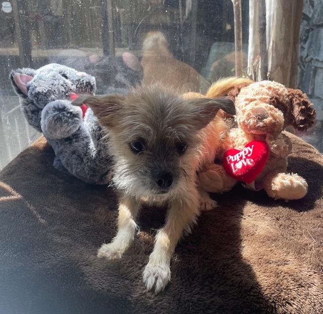 Cutie Patootie, a Adoptable Terrier in Fort Worth, TX image 1/3