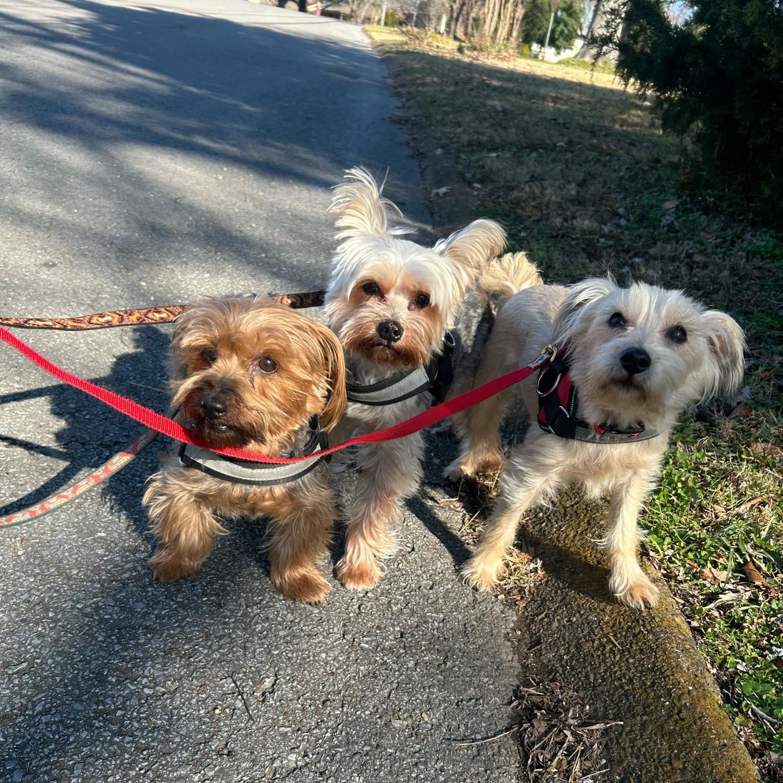 Enlarge Finn, a Adopted Terrier in College Grove, TN image 3/4