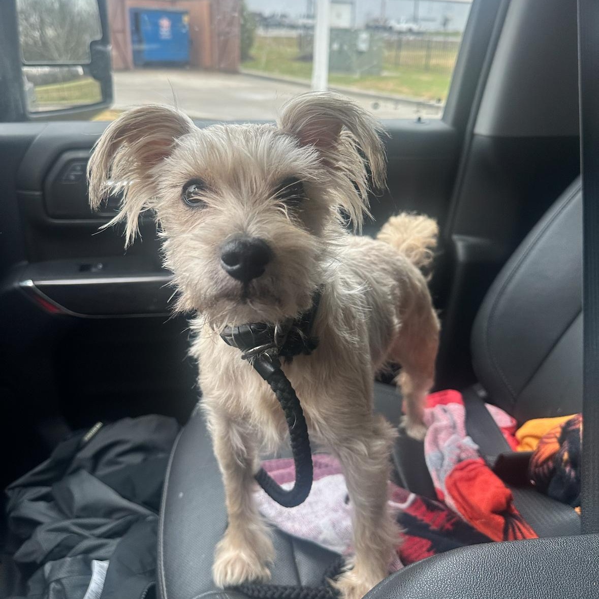 Enlarge Finn, a Adopted Terrier in College Grove, TN image 2/4