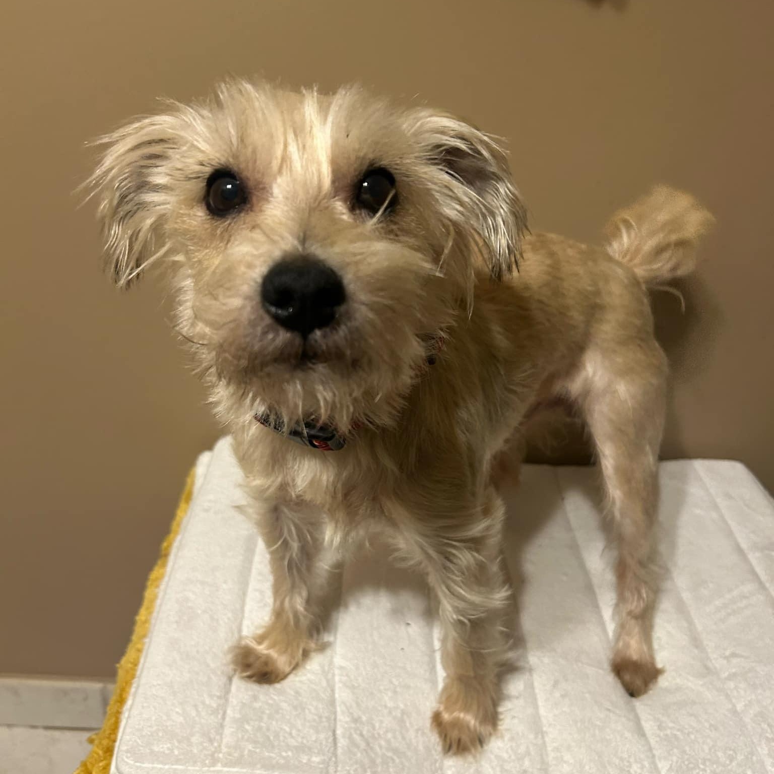 Finn, Adopted, Young Male Terrier.