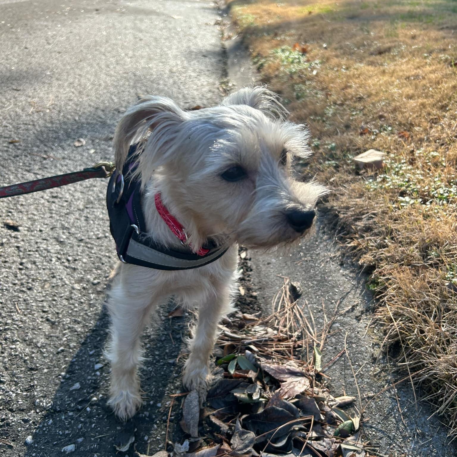 Enlarge Finn, a Adopted Terrier in College Grove, TN image 4/4