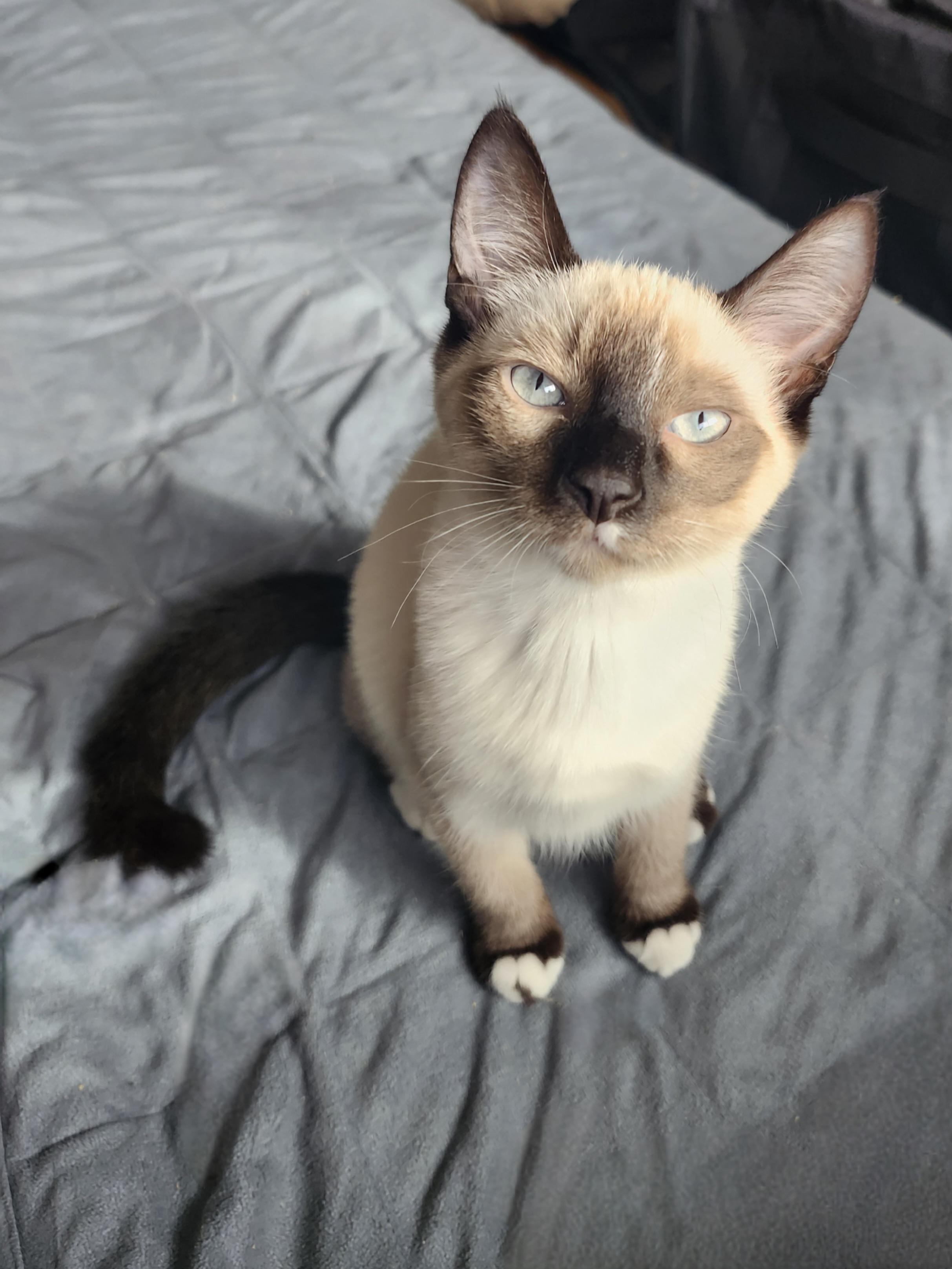 Enlarge Lapis, a ADOPTABLE mixed breed in Vancouver, BC image 2/3