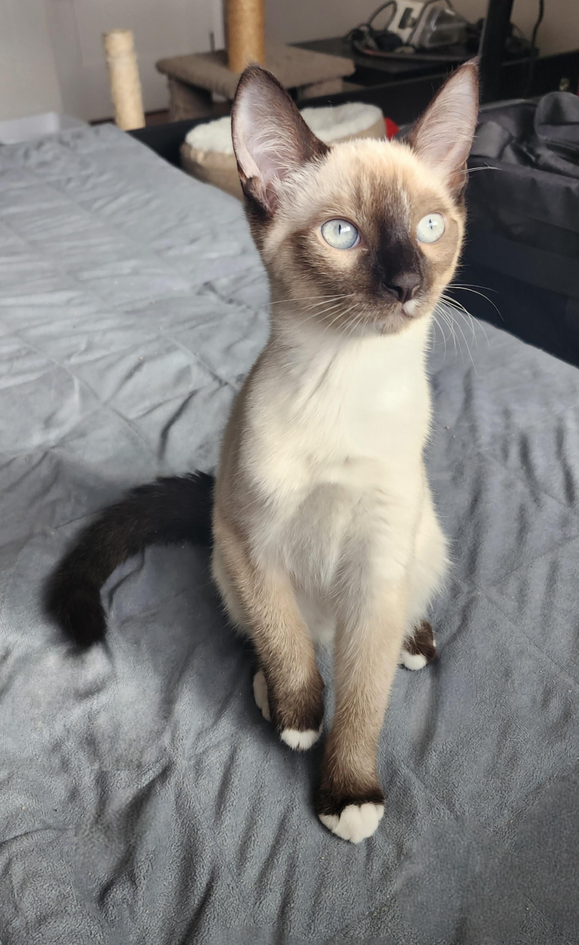 Enlarge Lapis, a ADOPTABLE mixed breed in Vancouver, BC image 3/3