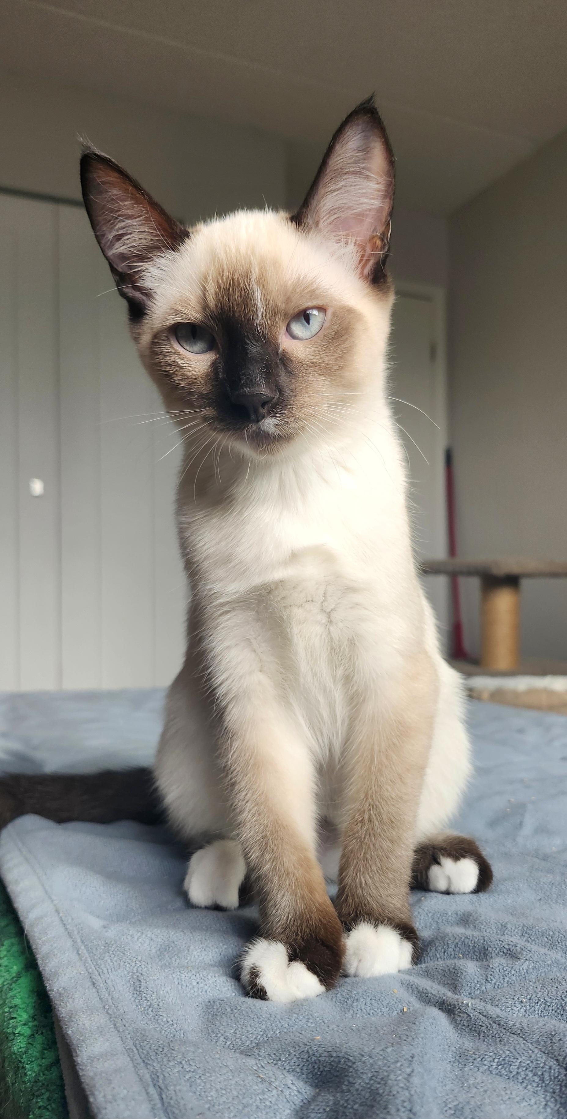 Lapis, ADOPTABLE, Kitten Male Applehead Siamese & Domestic Short Hair.