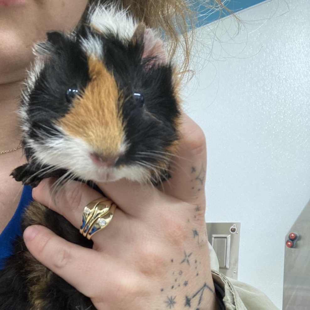 Enlarge Patrick, a ADOPTABLE Short-Haired in Prince Frederick, MD image 1/3