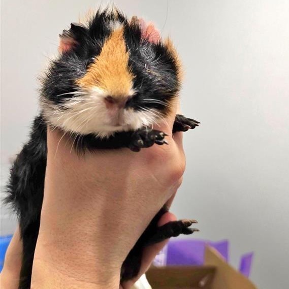 Enlarge Patrick, a ADOPTABLE Short-Haired in Prince Frederick, MD image 2/3