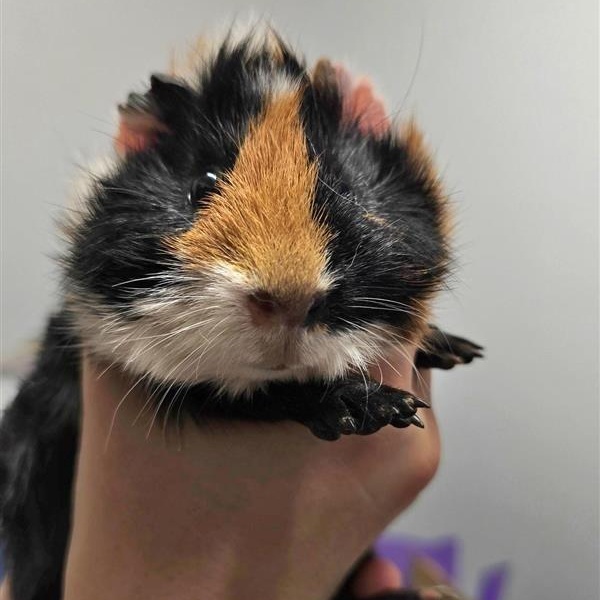 Enlarge Patrick, a ADOPTABLE Short-Haired in Prince Frederick, MD image 3/3