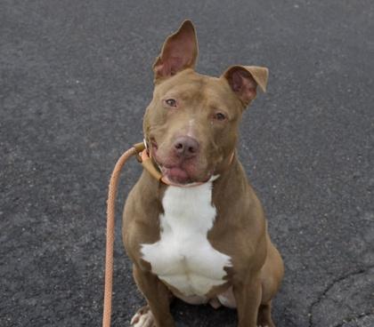 Oakley, Adoptable, Adult Female Mixed Breed & Mixed Breed.