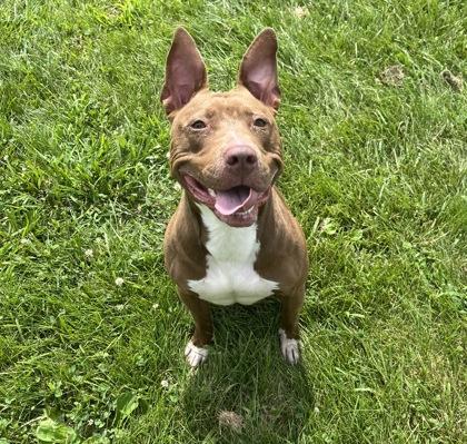 Oakley, a Adoptable Mixed Breed in Columbus, IN image 1/3