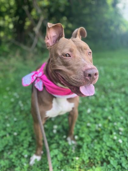 Oakley, a Adoptable Mixed Breed in Columbus, IN image 2/3