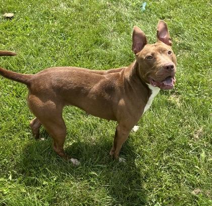 Oakley, a Adoptable Mixed Breed in Columbus, IN image 3/3