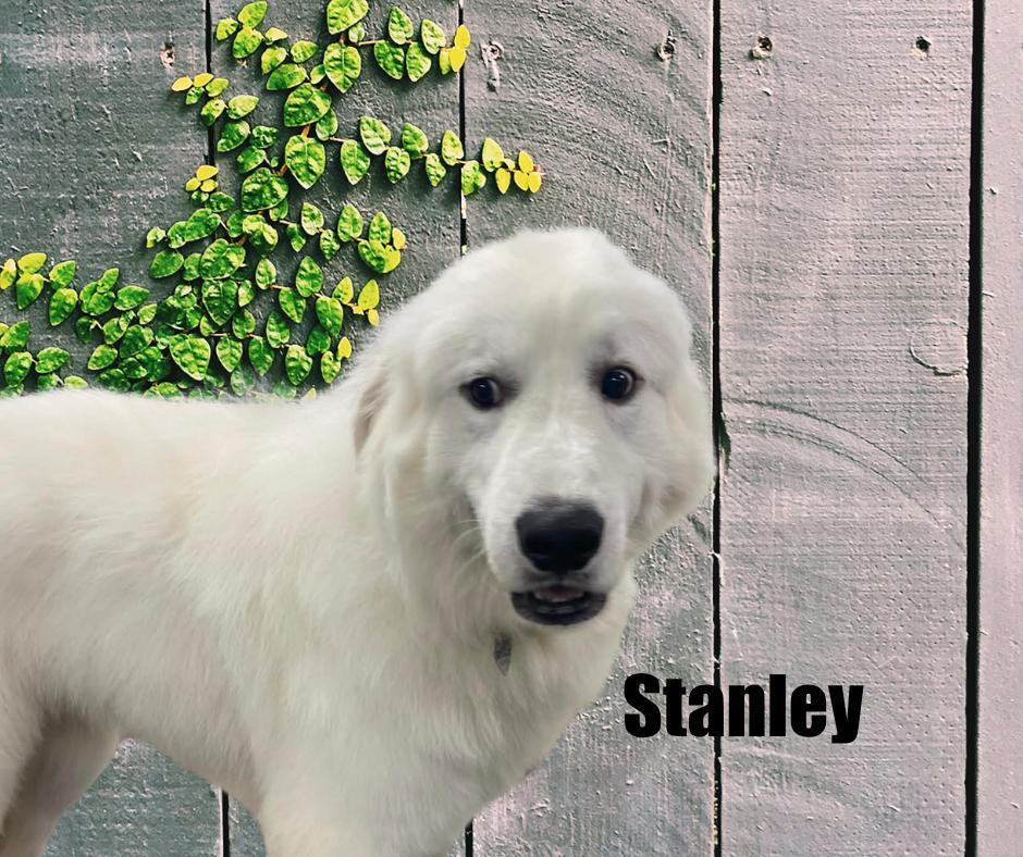 Enlarge Stanley, a ADOPTABLE Great Pyrenees in Marshville, NC image 4/4