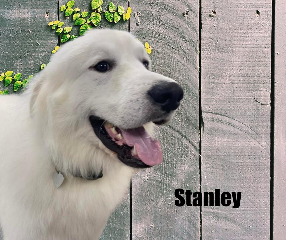 Enlarge Stanley, a ADOPTABLE Great Pyrenees in Marshville, NC image 2/4