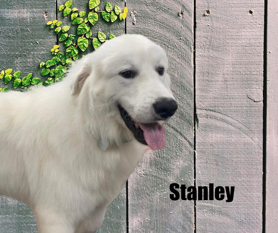 Enlarge Stanley, a ADOPTABLE Great Pyrenees in Marshville, NC image 3/4