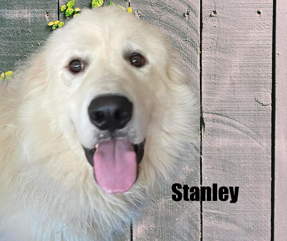 Enlarge Stanley, a ADOPTABLE Great Pyrenees in Marshville, NC image 1/4