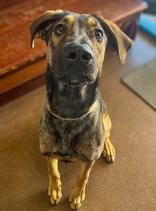 Enlarge Pounder, a Adoptable mixed breed in Winfield, KS image 1/1