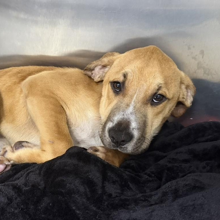 Enlarge Athena, a Adoptable mixed breed in Plaquemine, LA image 1/1