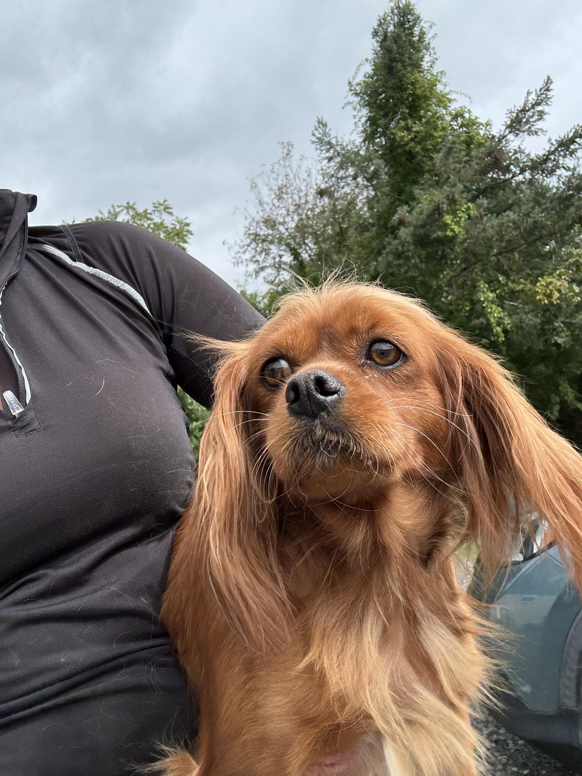 Enlarge Matilda, a Adoptable Cavalier King Charles Spaniel in Havertown, PA image 3/6