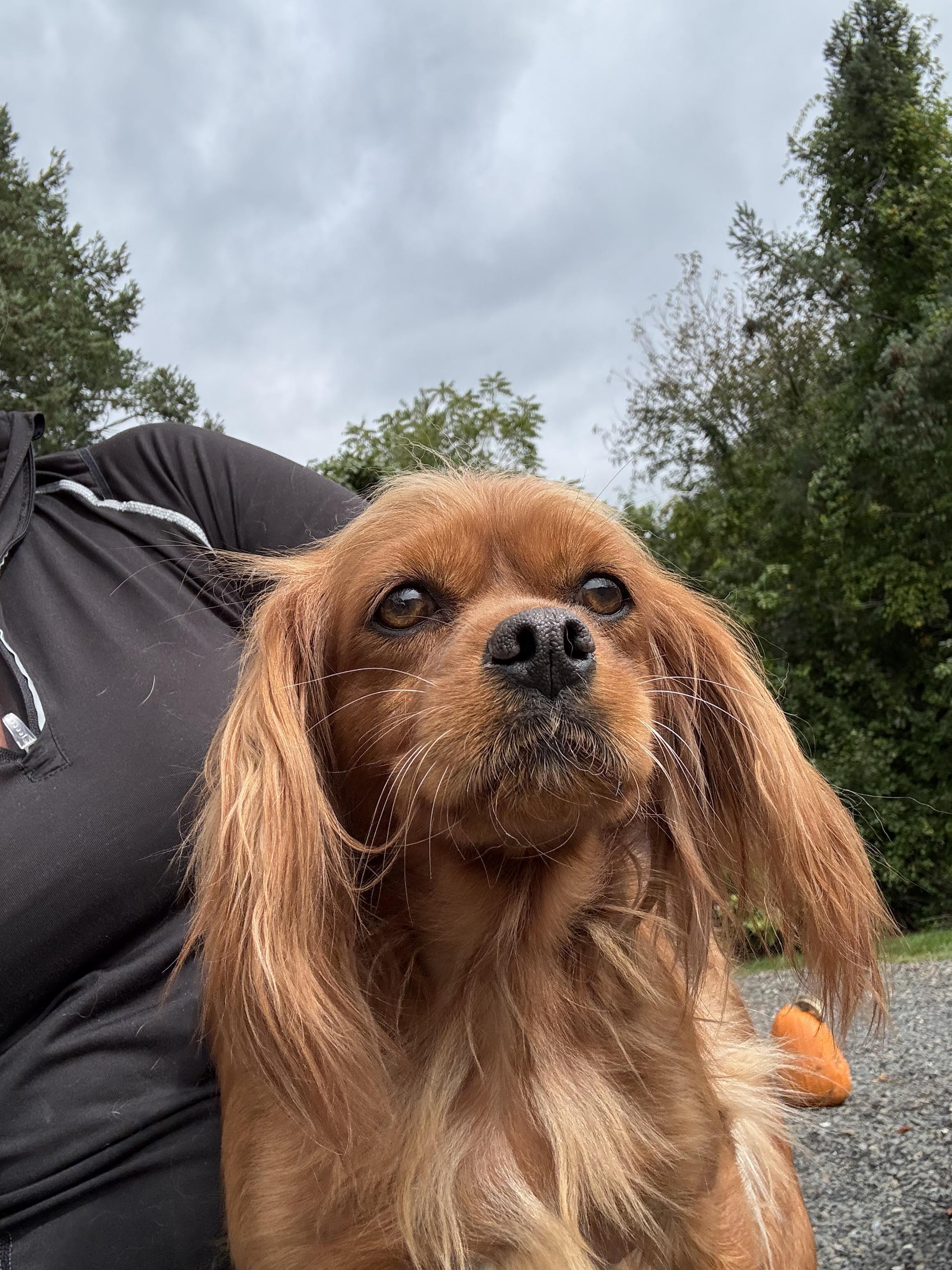 Enlarge Matilda, a Adoptable Cavalier King Charles Spaniel in Havertown, PA image 5/6