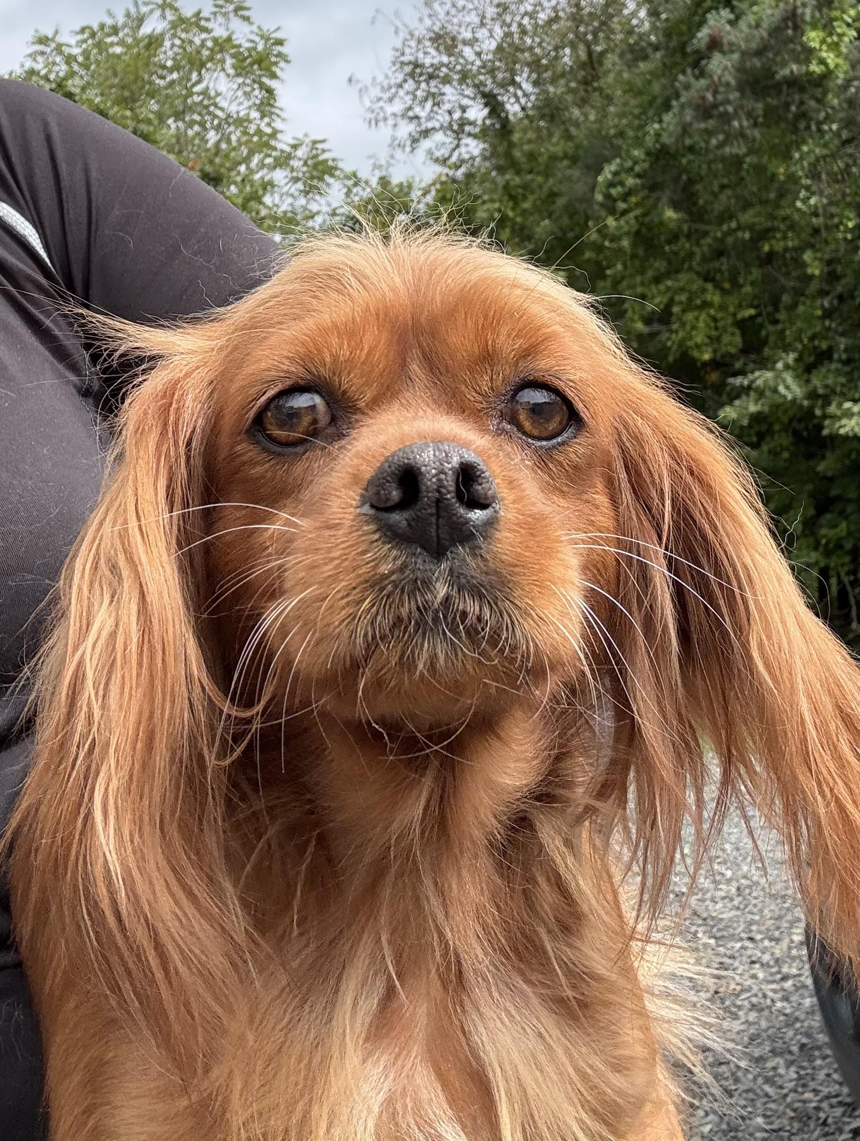 Enlarge Matilda, a Adoptable Cavalier King Charles Spaniel in Havertown, PA image 6/6