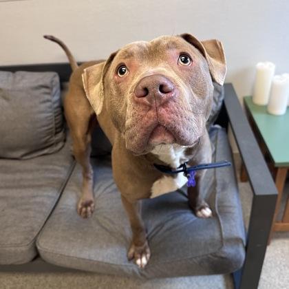 Enlarge Merlin, a ADOPTABLE Mixed Breed in Lansing, MI image 2/3