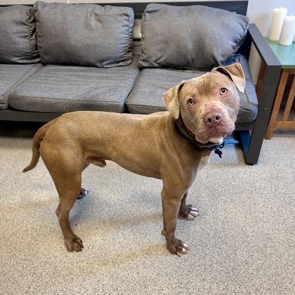 Enlarge Merlin, a ADOPTABLE Mixed Breed in Lansing, MI image 3/3