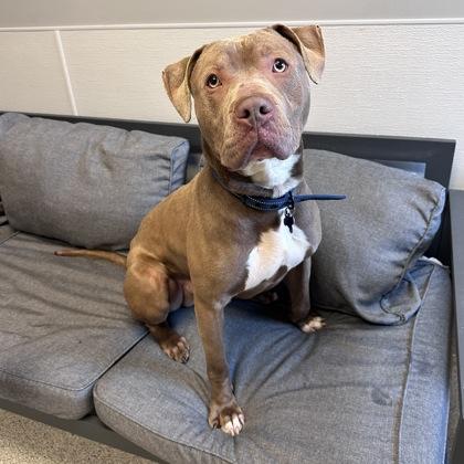 Enlarge Merlin, a ADOPTABLE Mixed Breed in Lansing, MI image 1/3