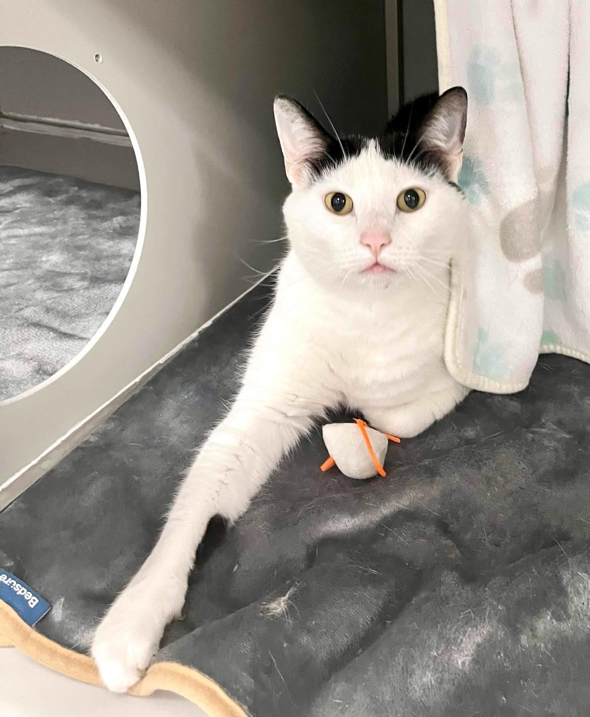 Bromine, Adult Male Domestic Short Hair