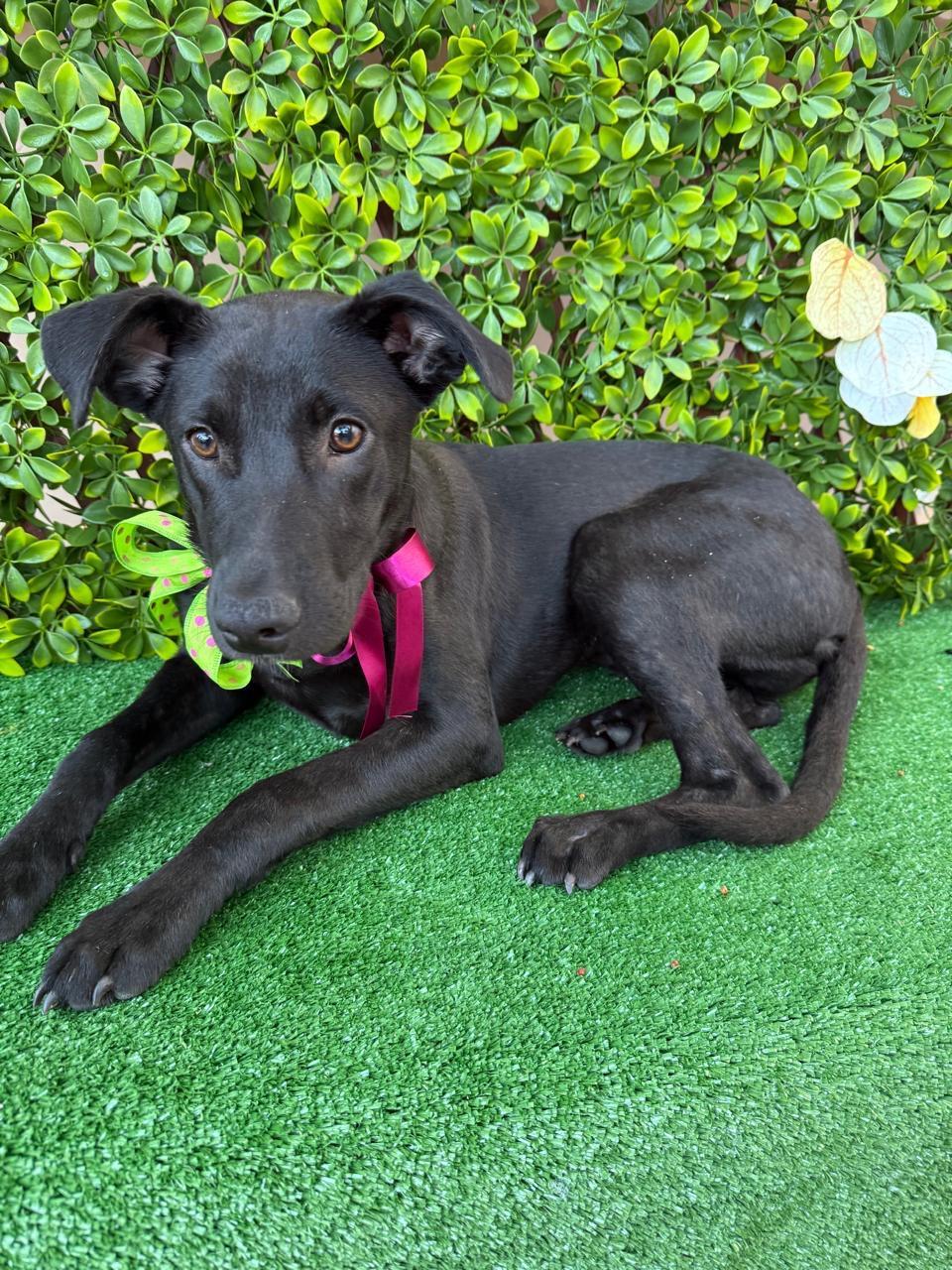CLEO, Adoptable, Puppy Female Labrador Retriever.