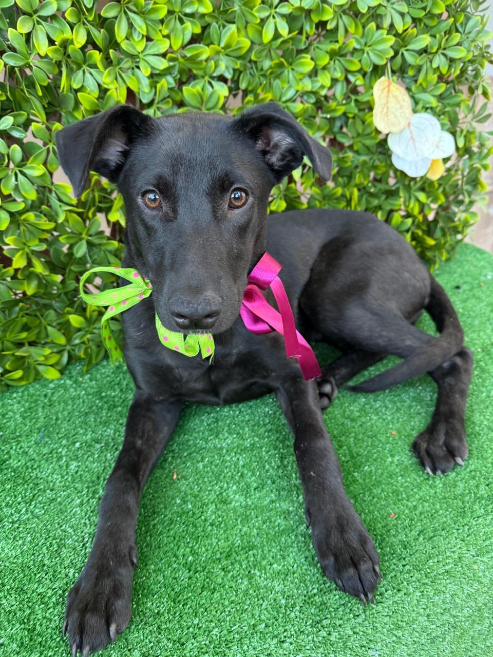 Enlarge CLEO, a Adoptable mixed breed in Rowland Heights, CA image 3/3
