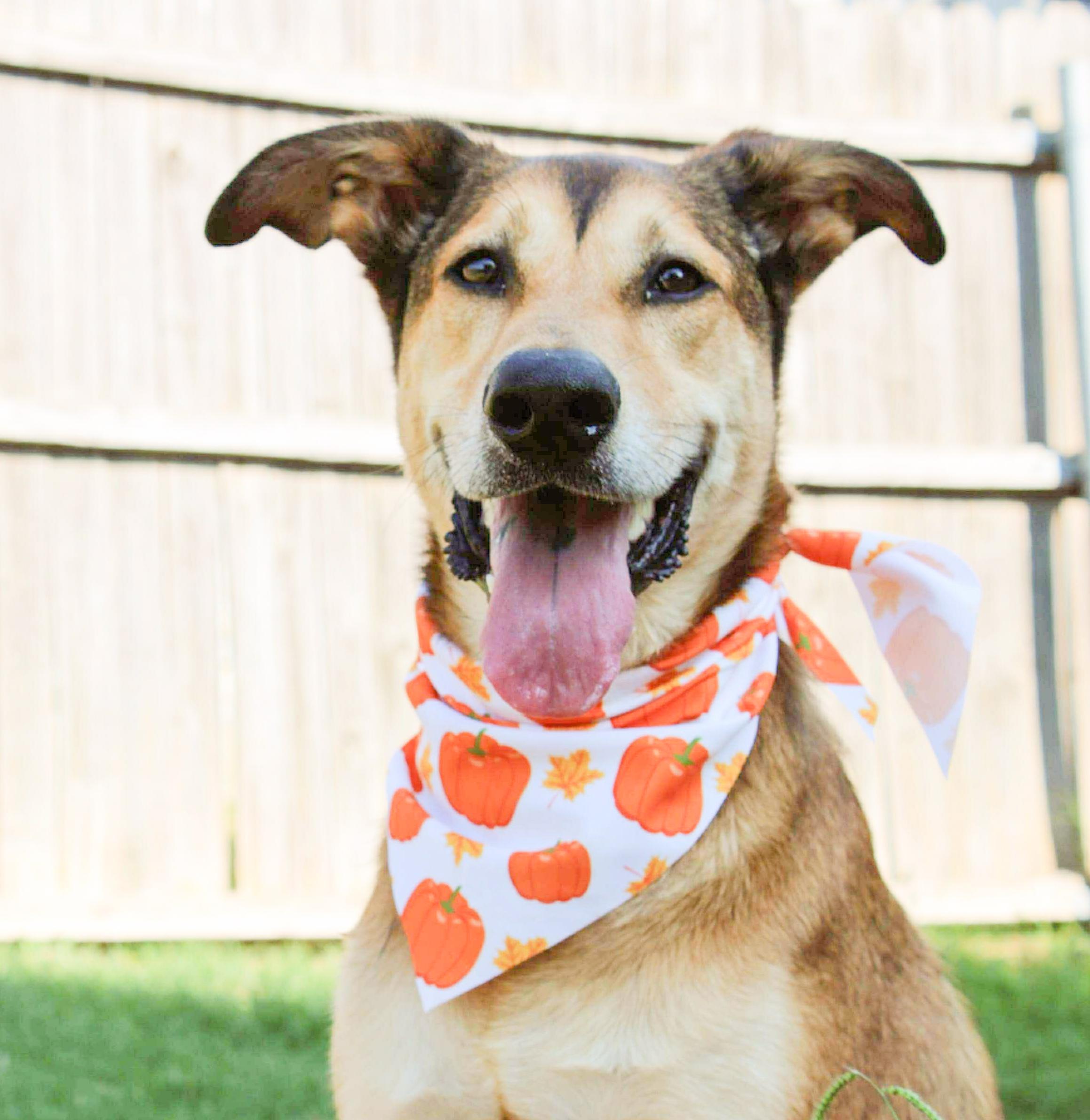 Gilly, Adoptable, Adult Male Shepherd & German Shepherd Dog.