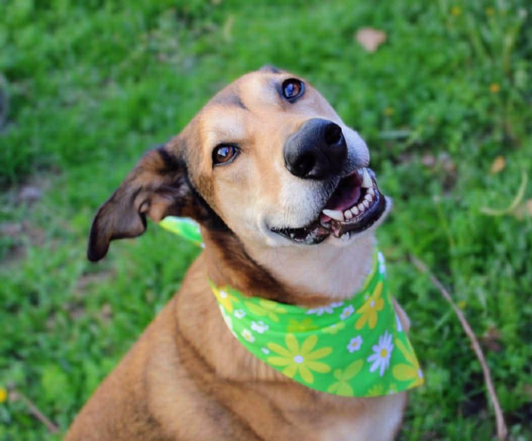 Enlarge Gilly, a Adoptable mixed breed in Fort Worth, TX image 1/6