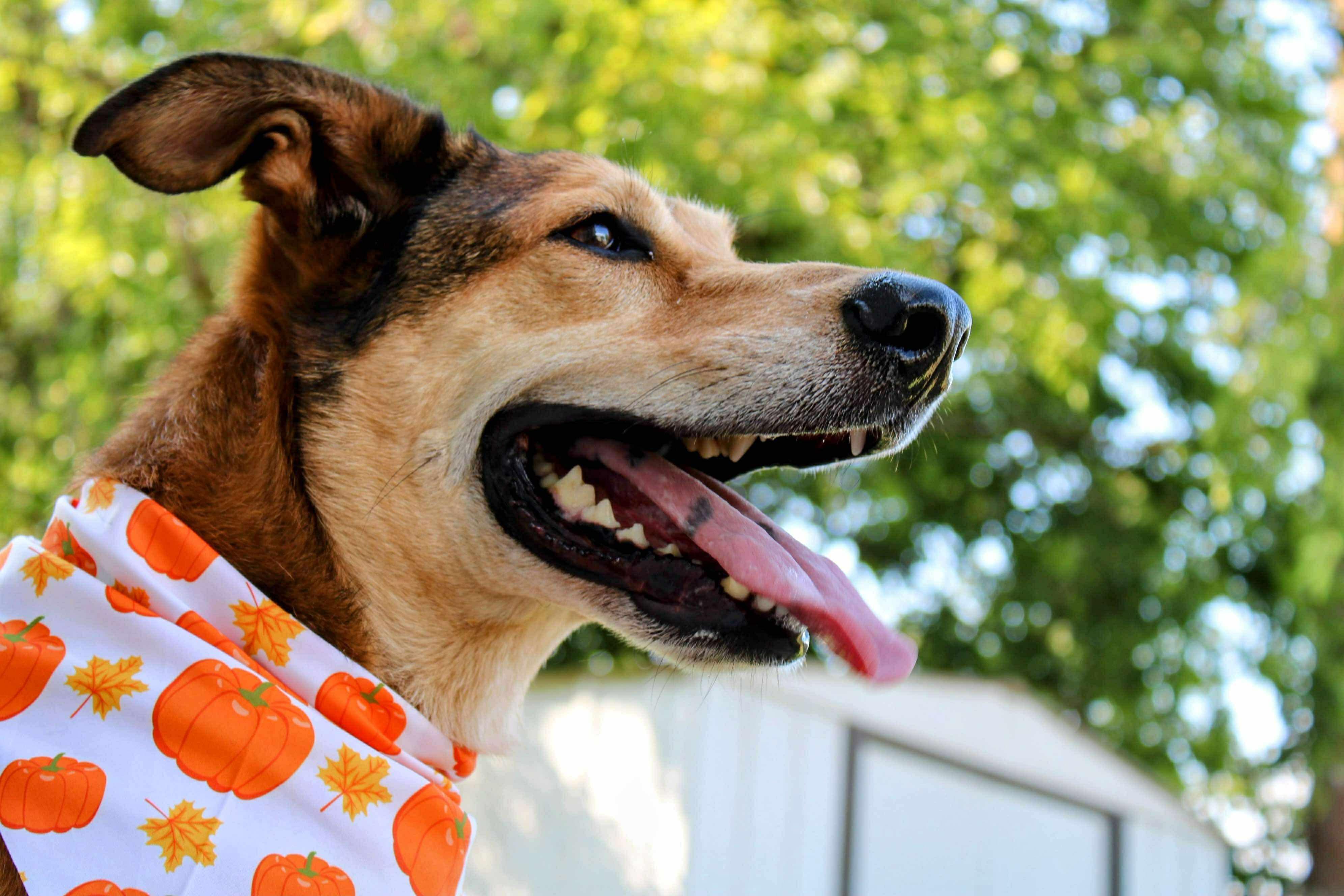 Enlarge Gilly, a Adoptable mixed breed in Fort Worth, TX image 3/6